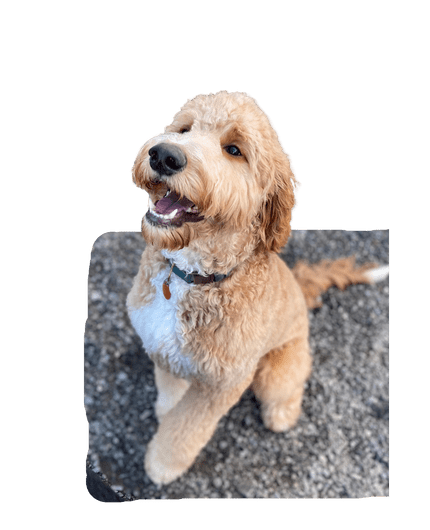 Dog Obedience Training Hickory