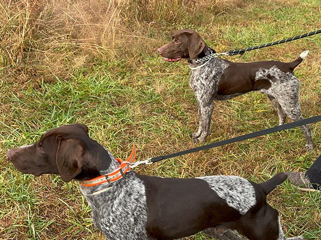 hunting-dog-training