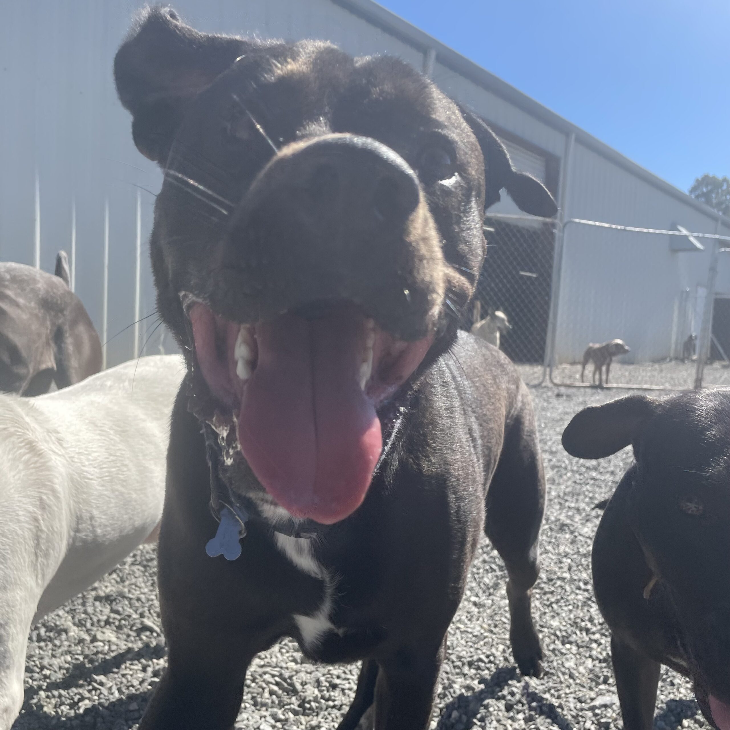 Blitz is having a fun time with friends!